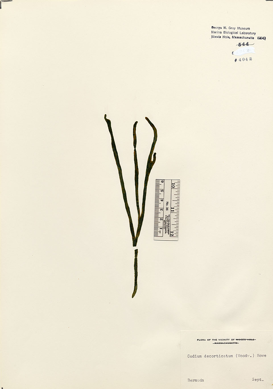 Codiaceae image