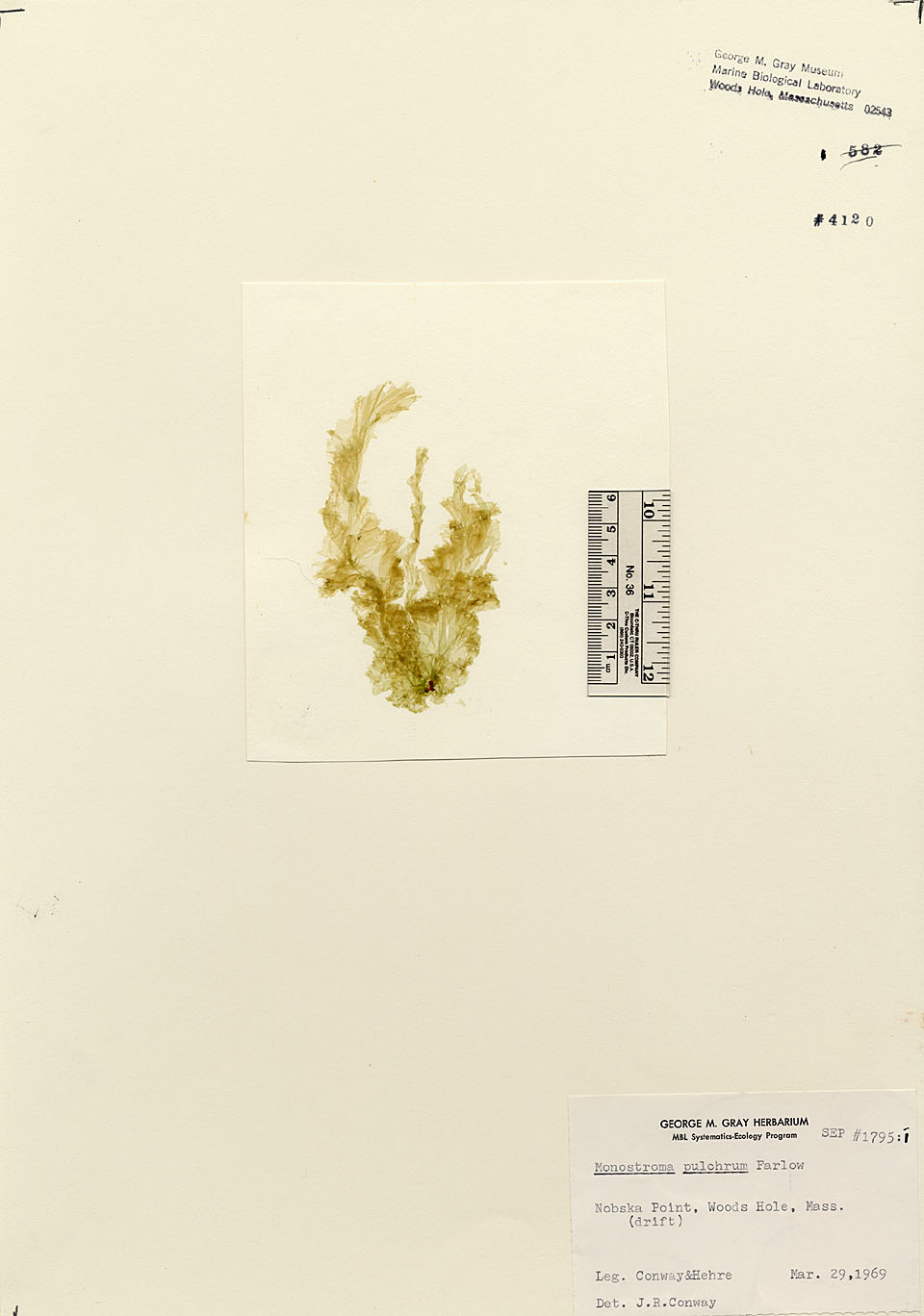 Protomonostroma undulatum f. pulchrum image