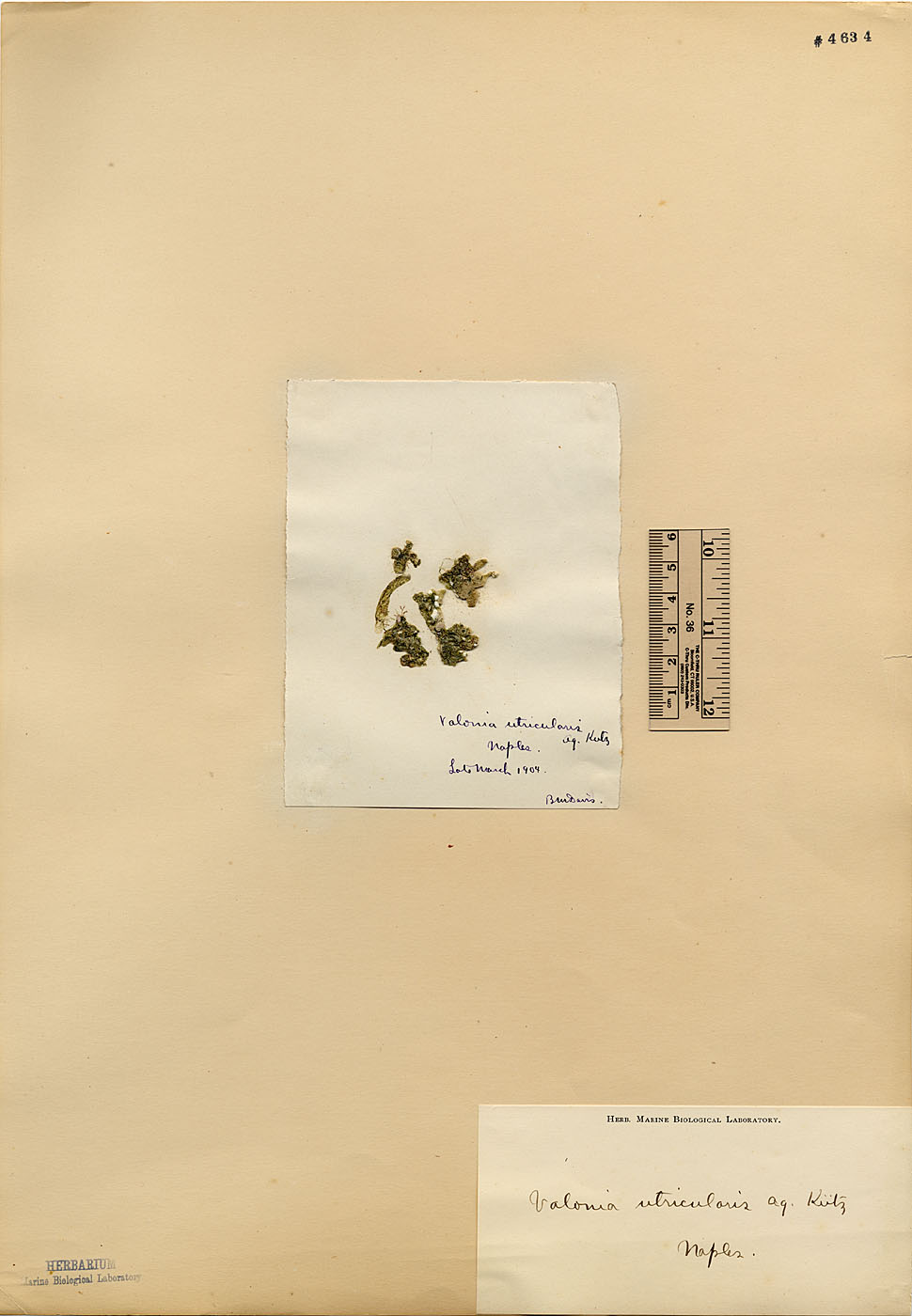 Valoniaceae image