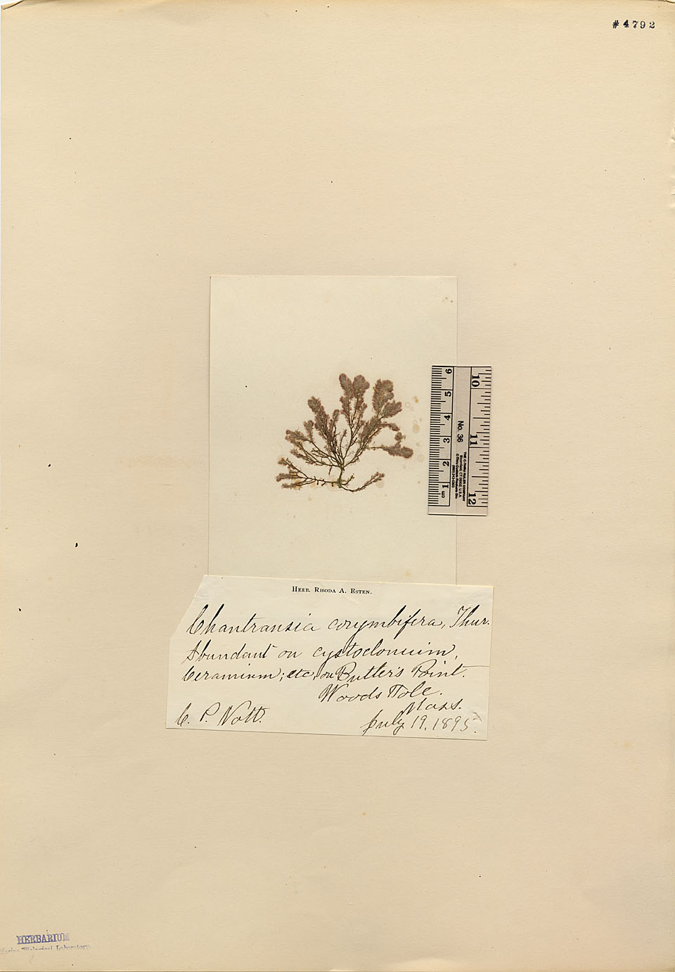 Colaconemataceae image