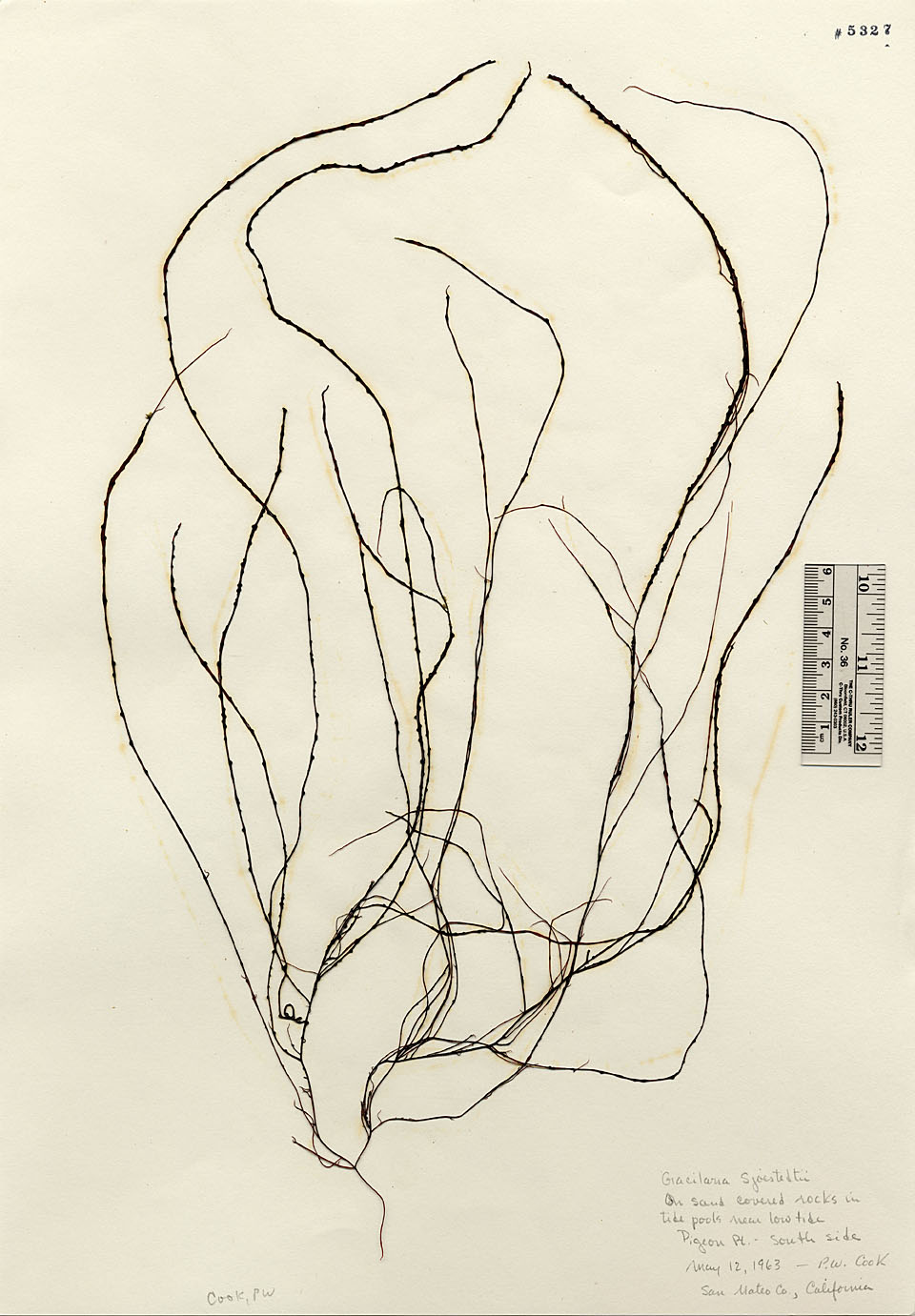 Gracilarioideae image