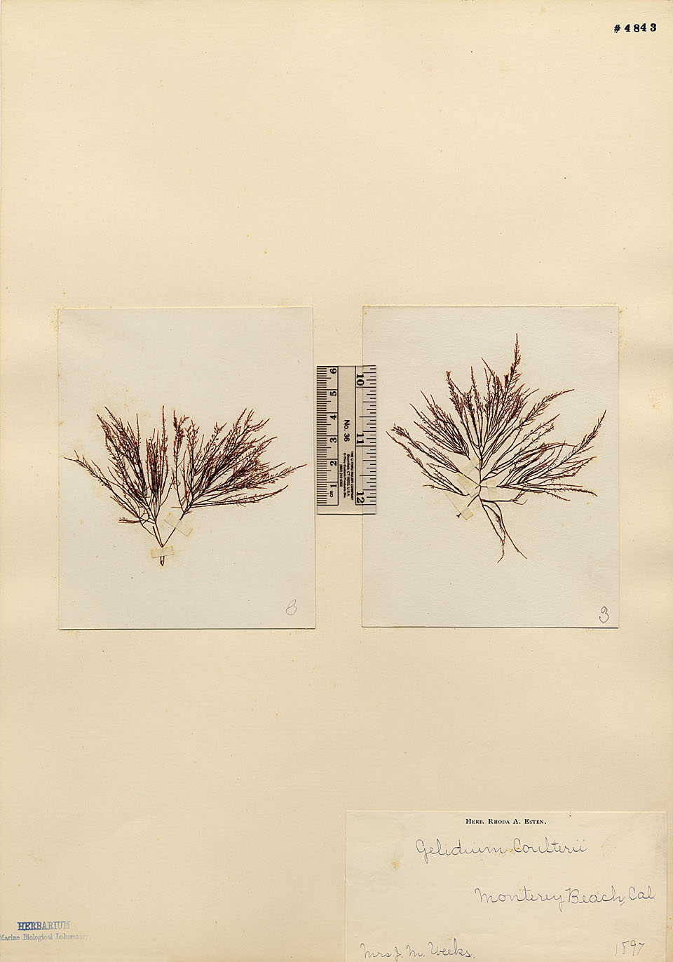 Gelidiaceae image