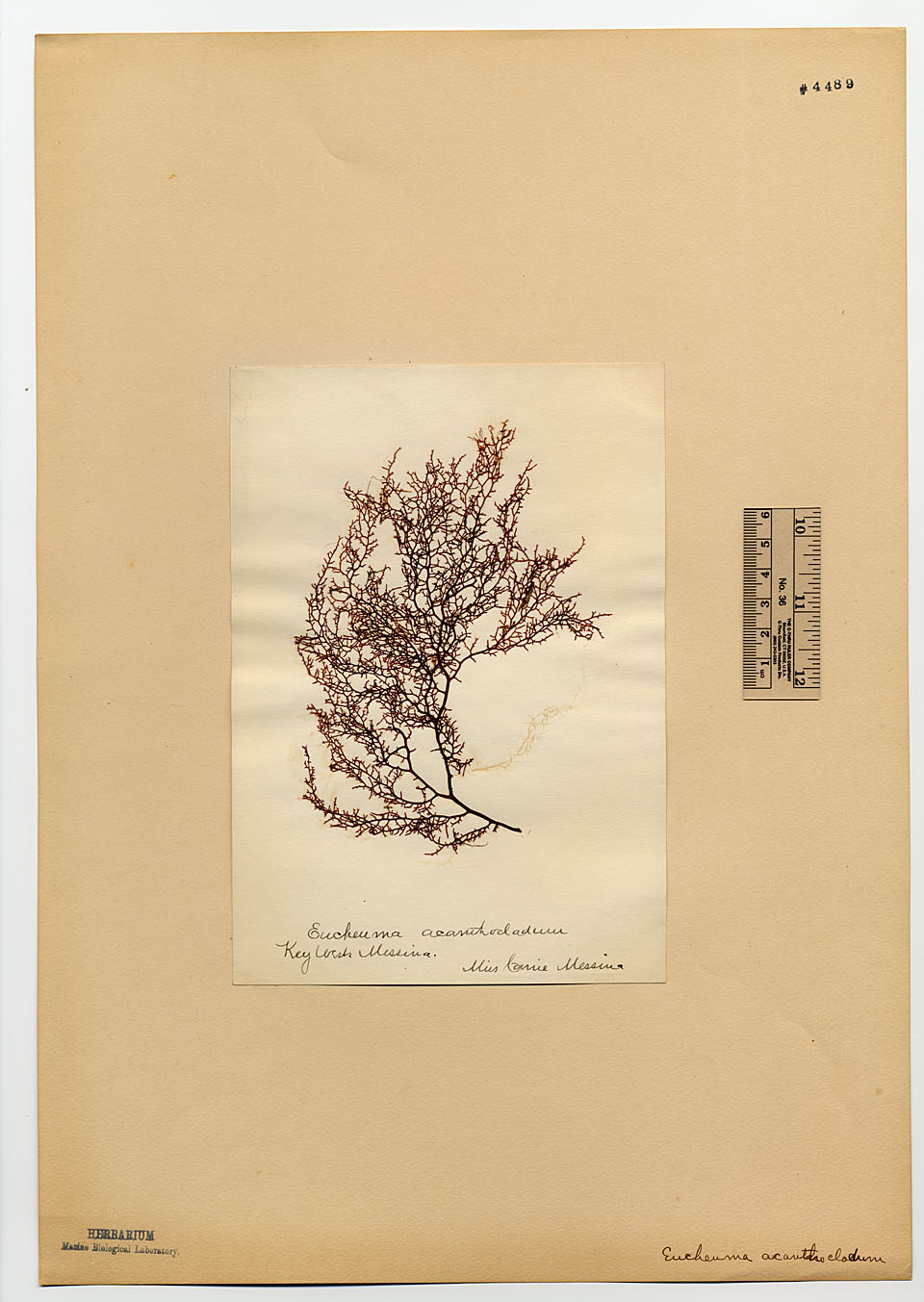 Solieriaceae image