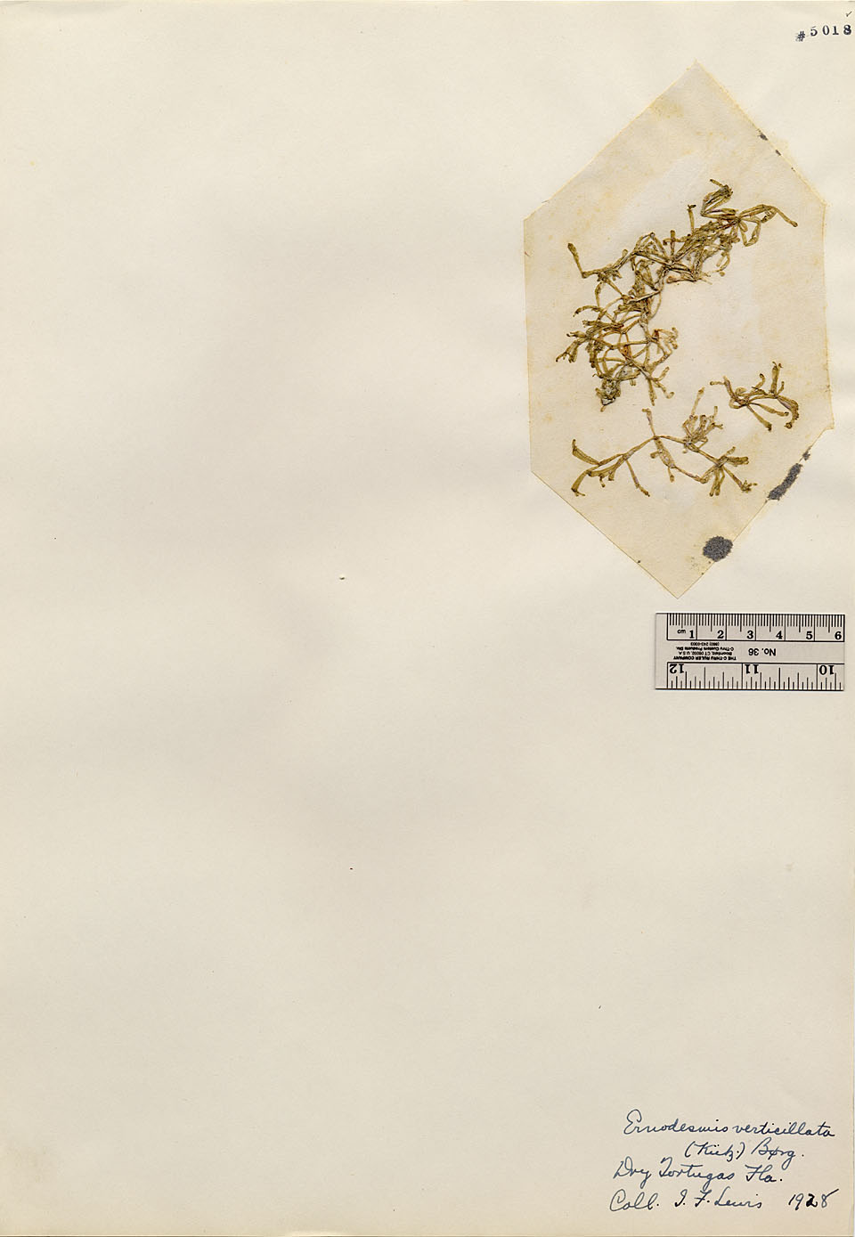 Siphonocladaceae image