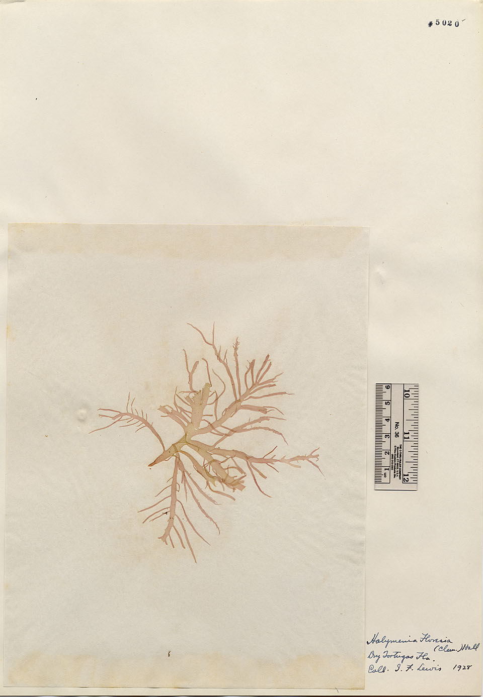 Halymeniaceae image