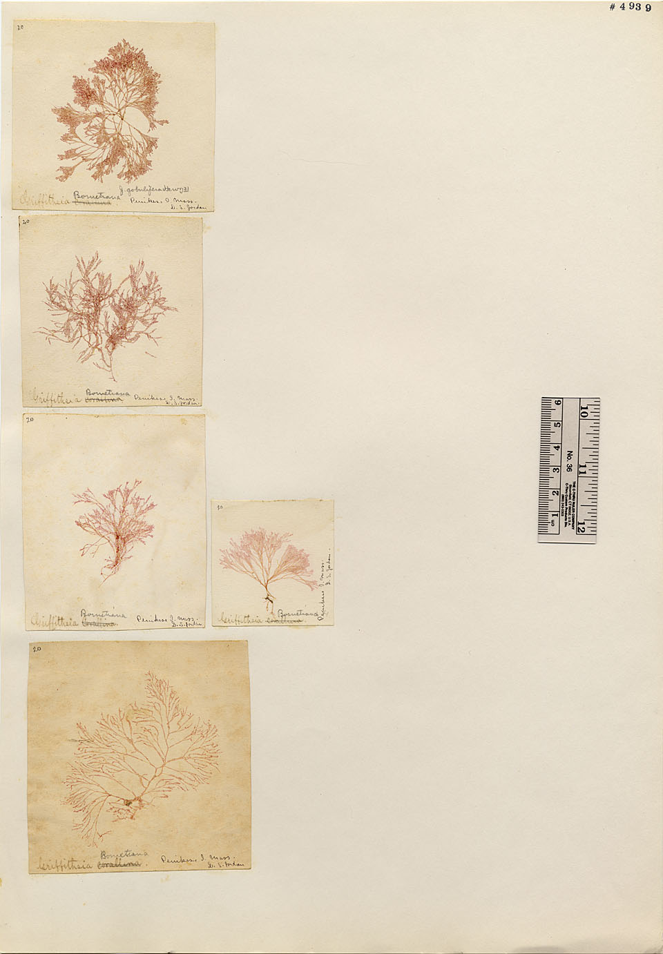 Wrangeliaceae image