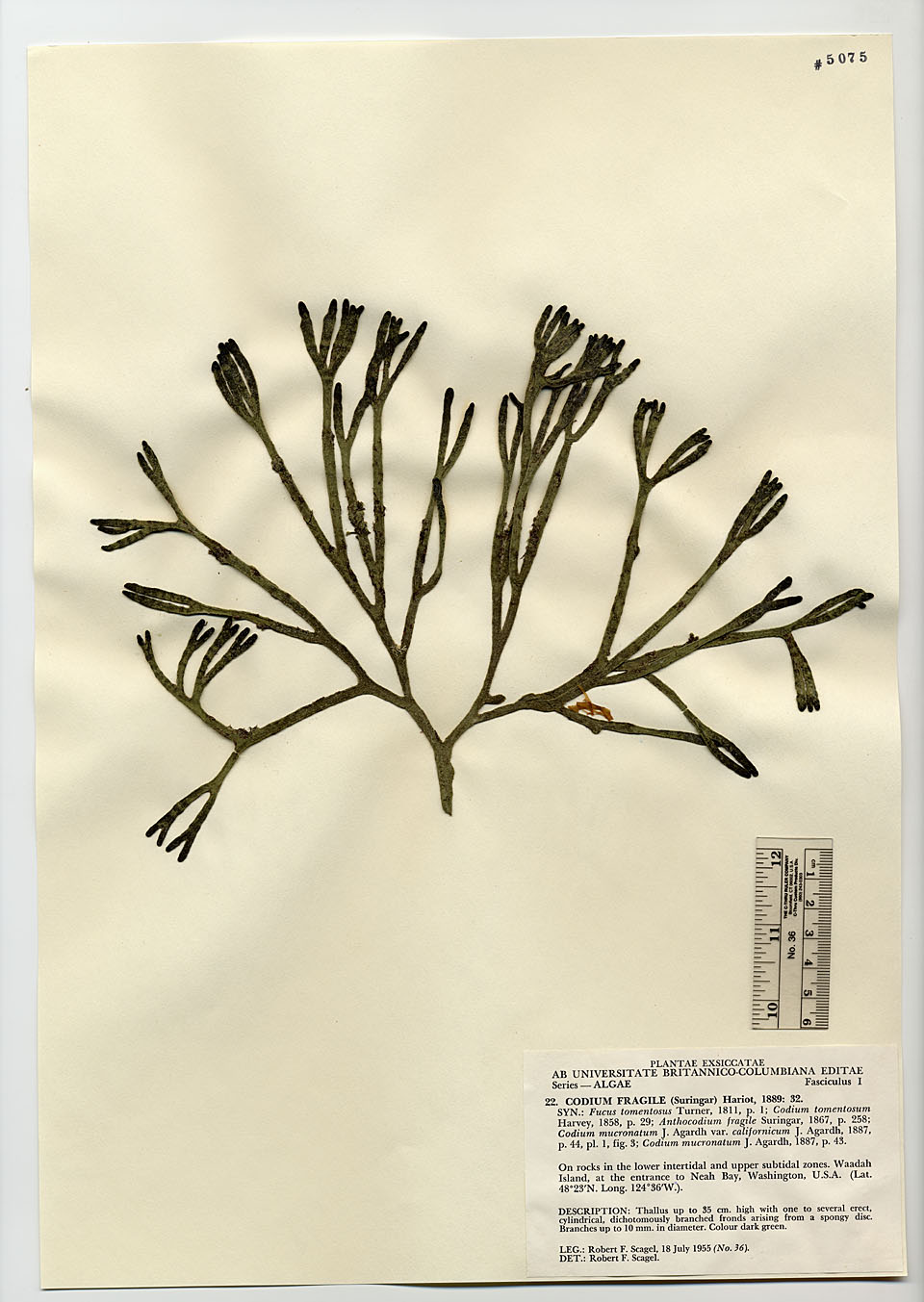 Codiaceae image
