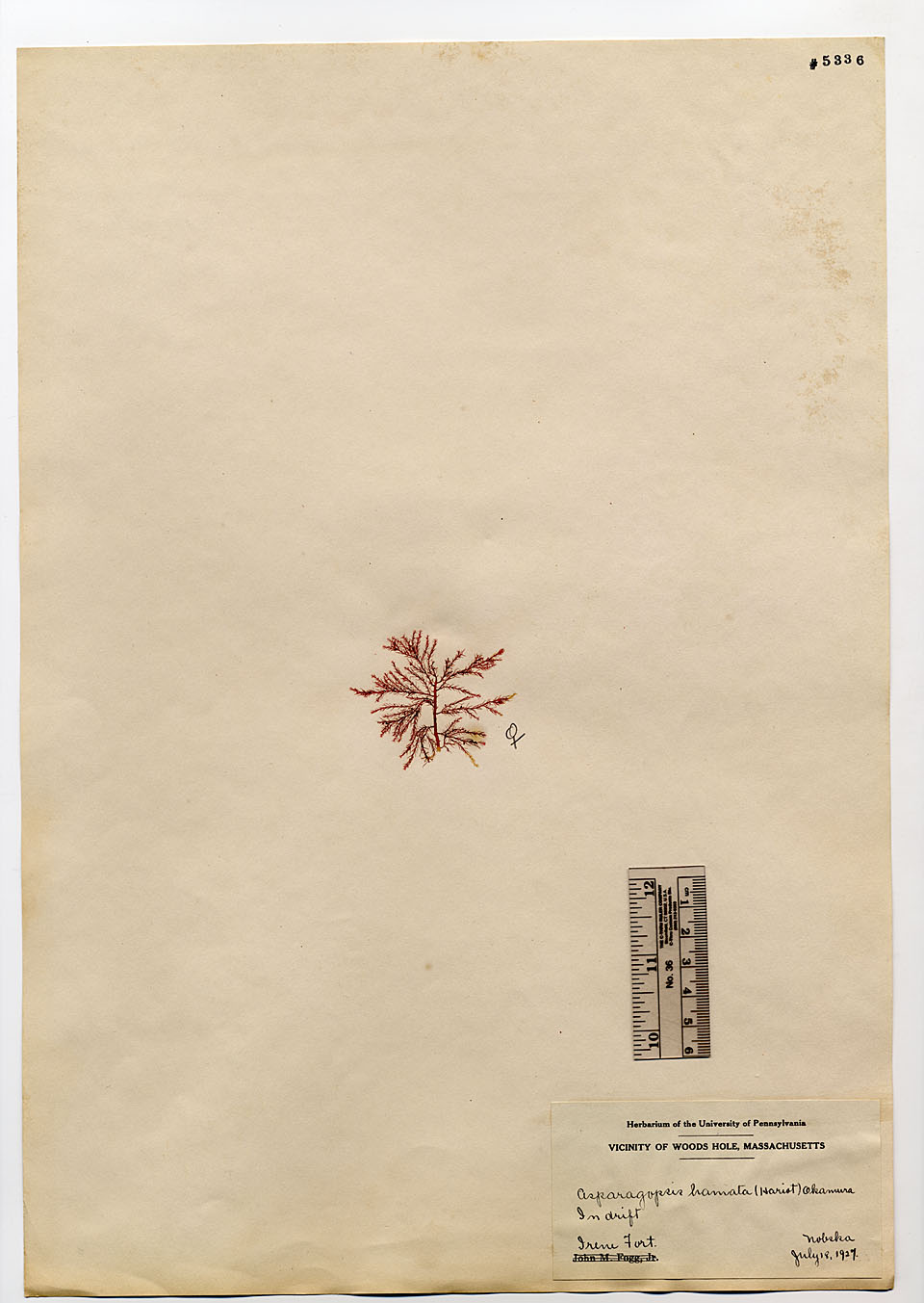 Asparagopsis image
