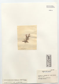 Galaxauraceae image