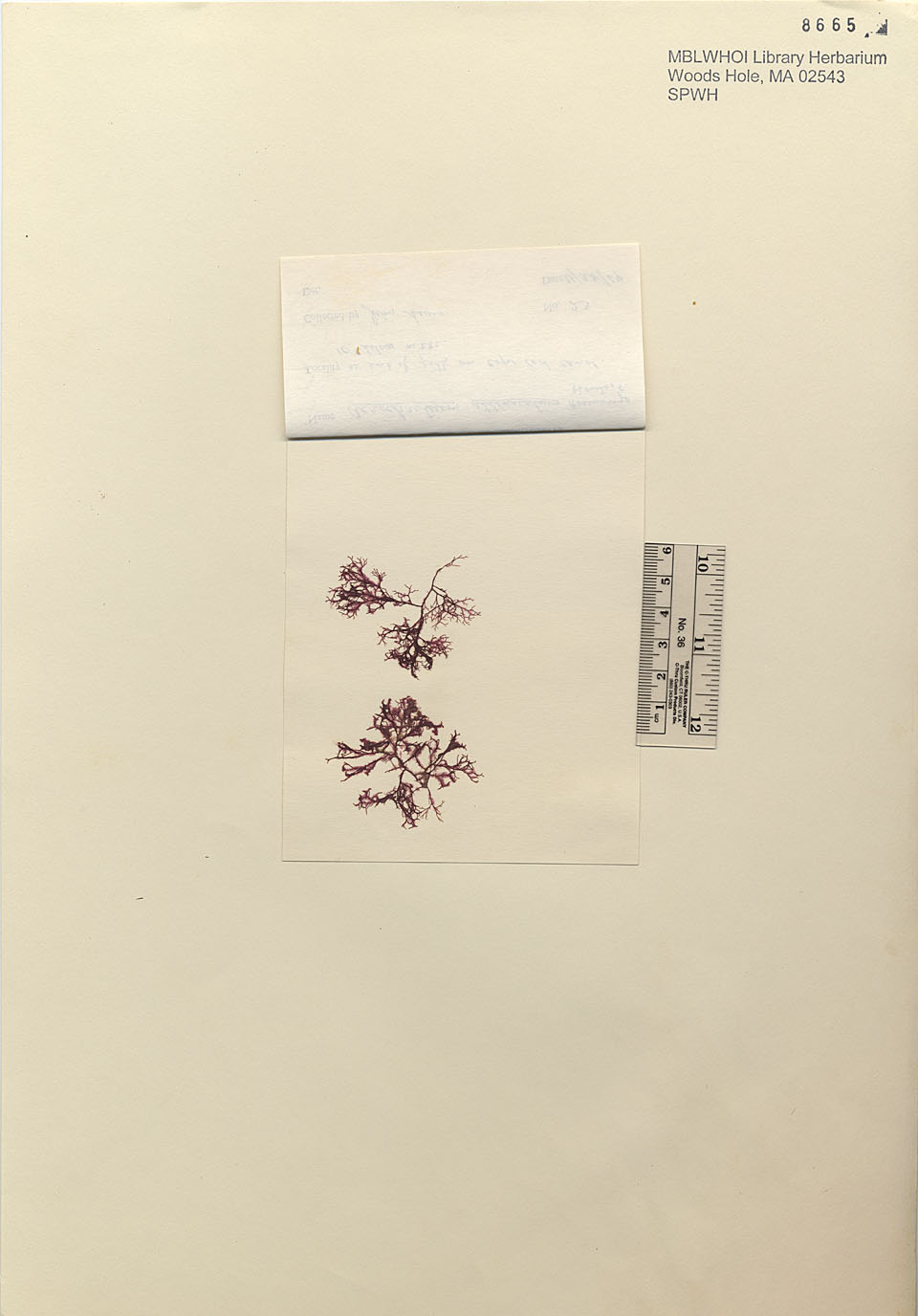 Acrochaetium attenuatum image