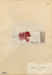 Nitophylloideae image