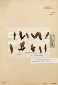 Palmariaceae image