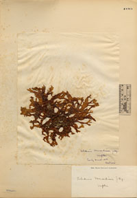 Sebdeniaceae image