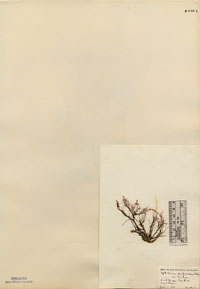 Cystocloniaceae image
