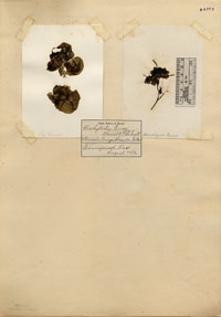 Mastigocladaceae image