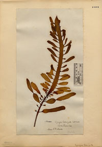 Lessoniaceae image