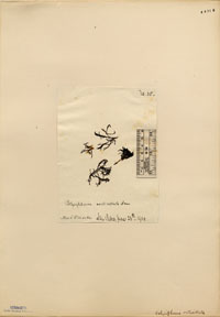 Herposiphonia verticillata image