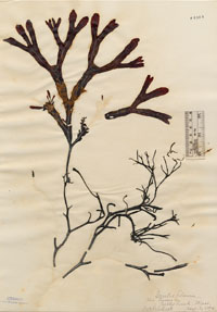 Rivulariaceae image