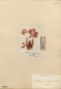 Compsothamnion thuioides image