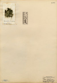 Oscillatoriaceae image