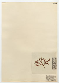 Scinaiaceae image