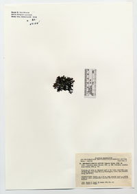 Mazzaella affinis image