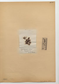 Polysiphonia scopulorum image