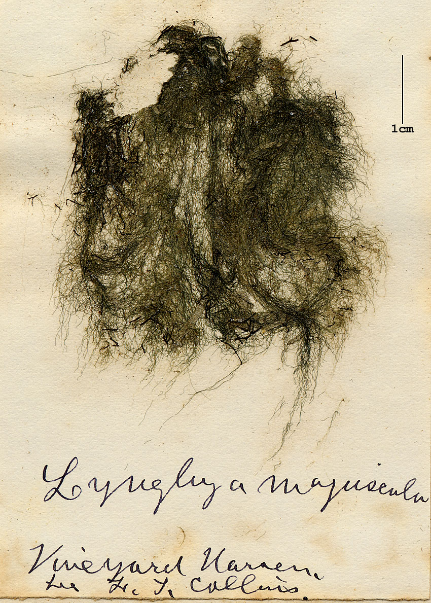 Lyngbya majuscula image