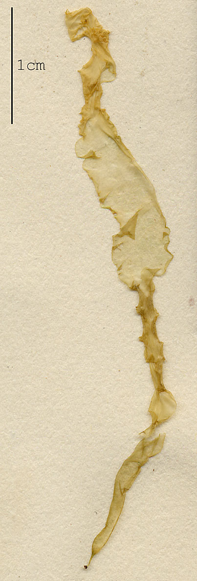 Ulva linza image