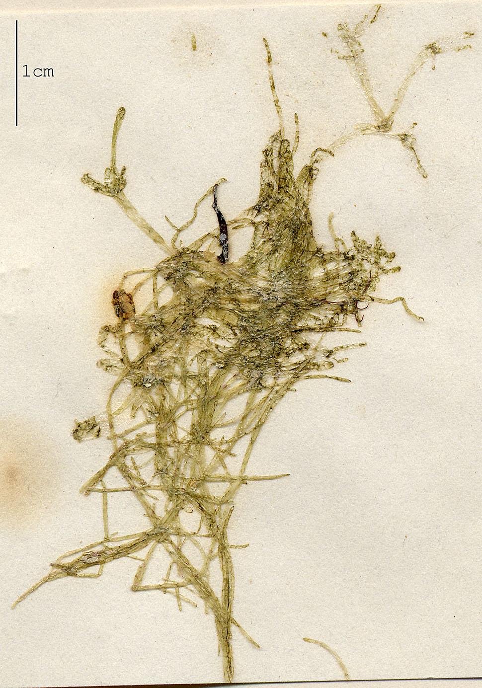Siphonocladaceae image