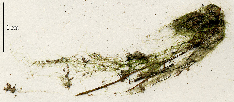 Microspora image