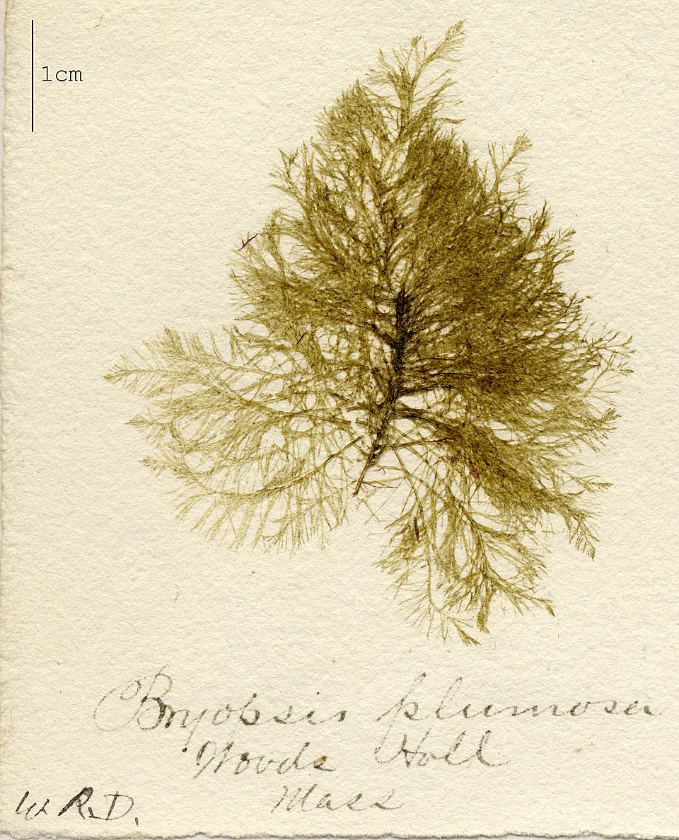 Bryopsidaceae image