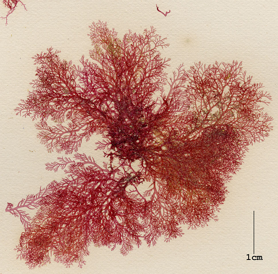 Plocamiaceae image