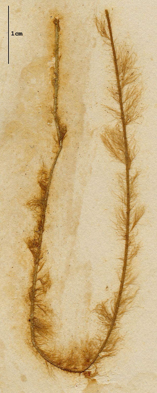 Oedogoniaceae image