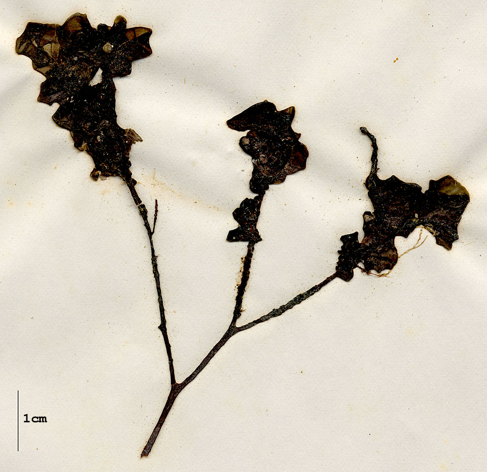 Mastigocladaceae image