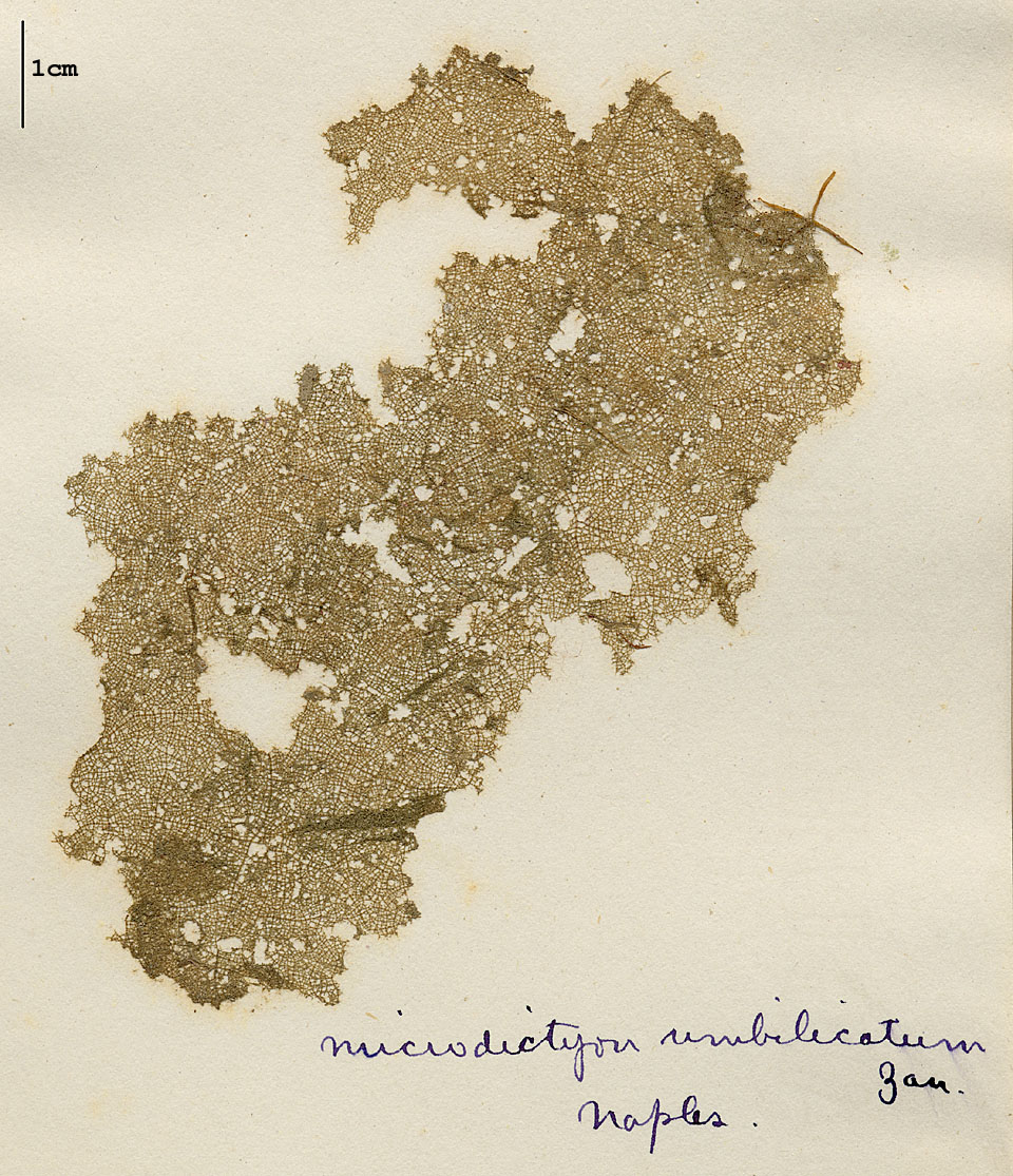 Microdictyon umbilicatum image