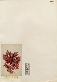 Delesseriaceae image