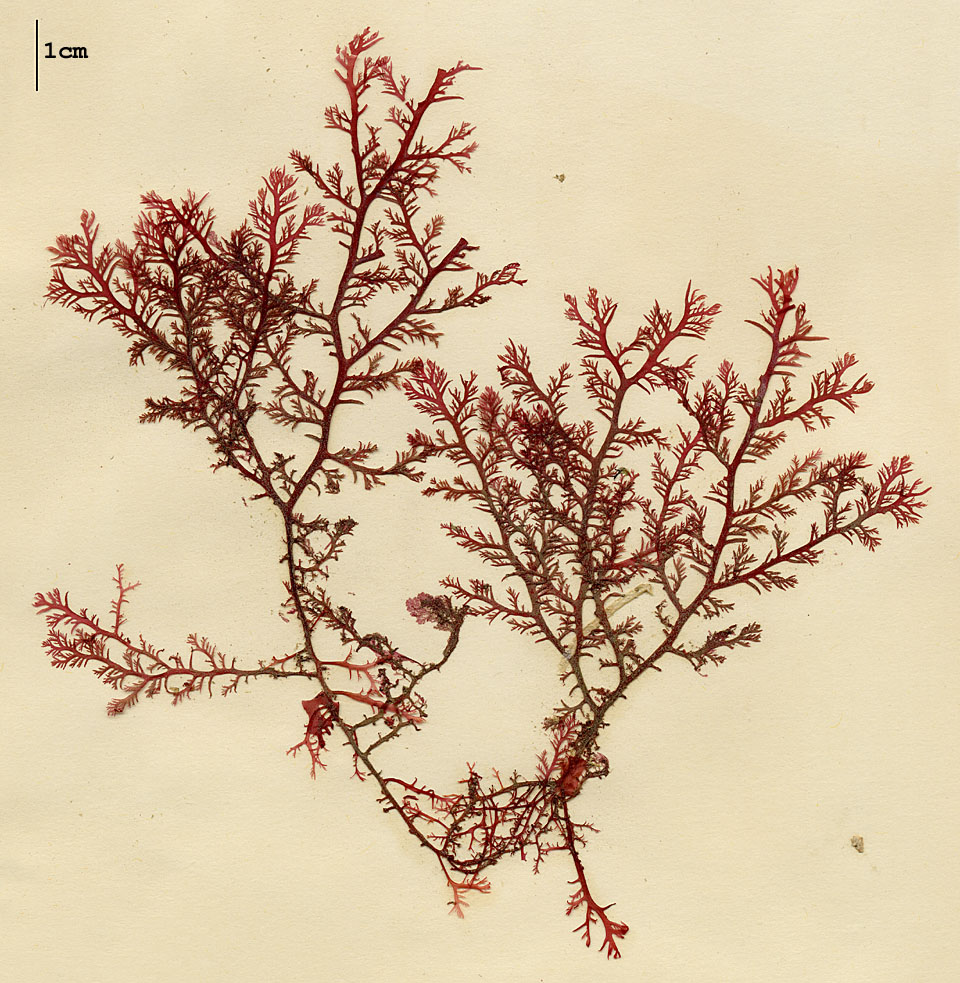 Plocamiaceae image