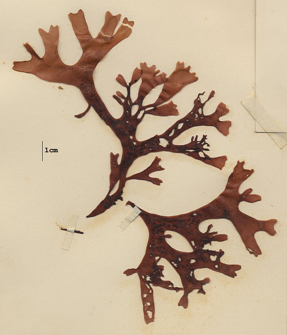 Phyllophoraceae image