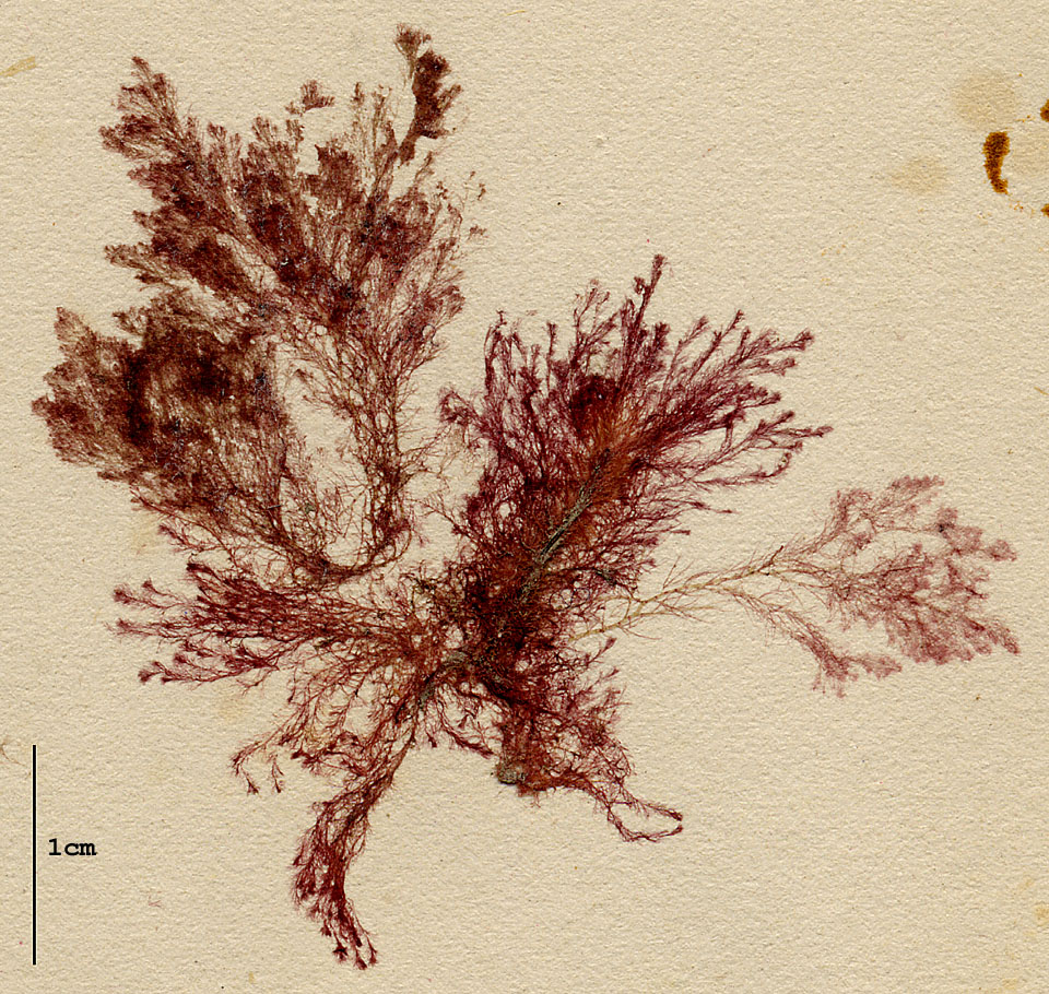 Callithamniaceae image