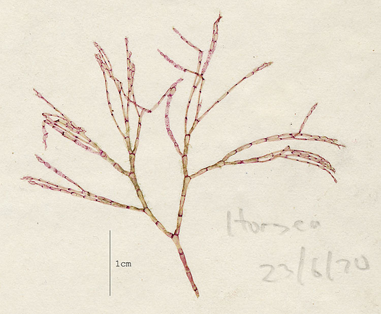 Halurus flosculosus image