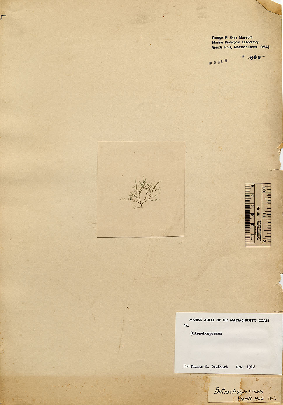 Batrachospermaceae image