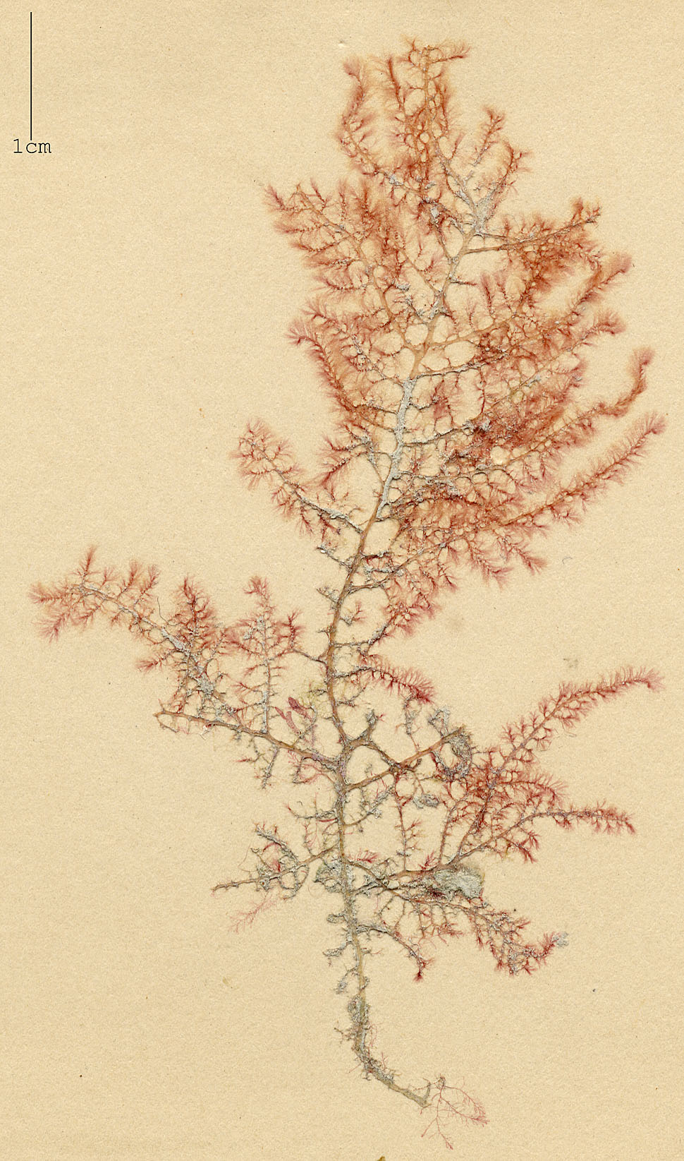 Wrangelia penicillata image