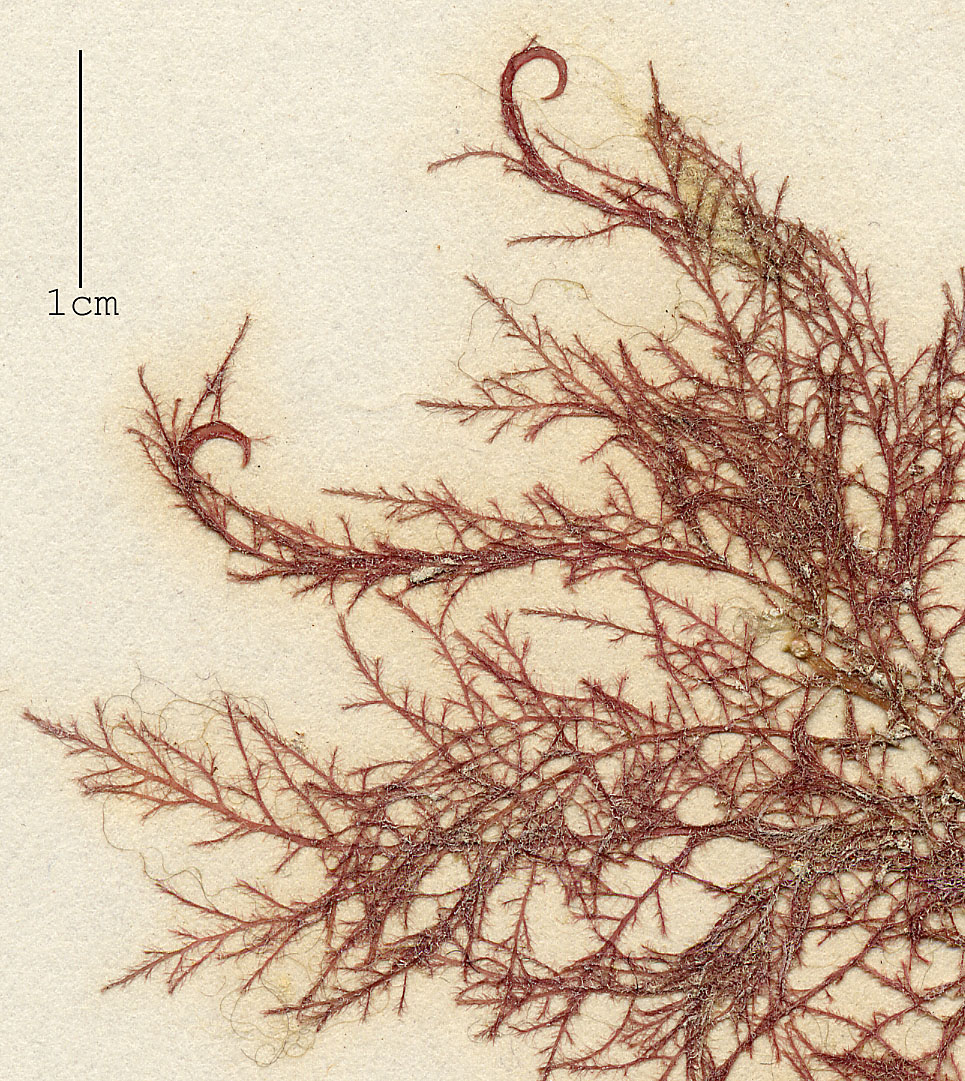 Spyridia aculeata var. hypneoides image