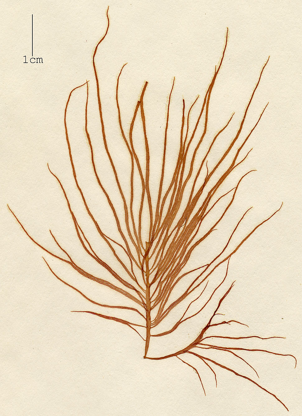 Dumontiaceae image
