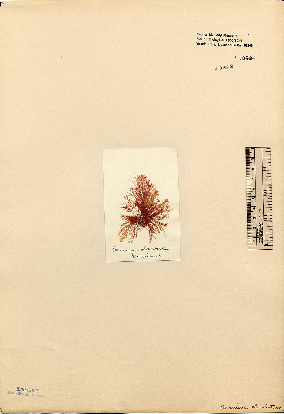 Centroceras clavulatum image