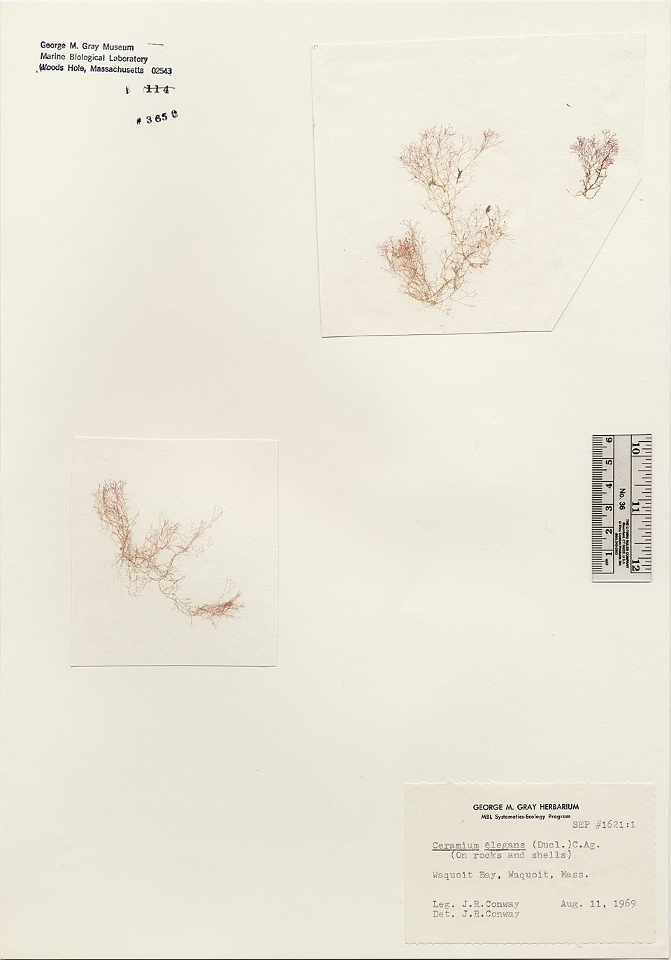 Ceramium siliquosum var. elegans image