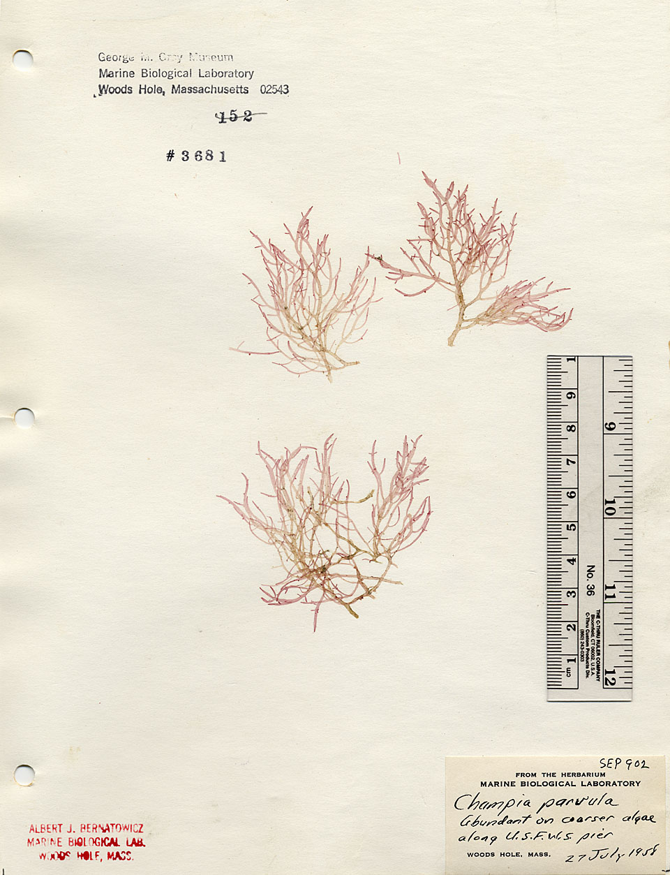 Champiaceae image