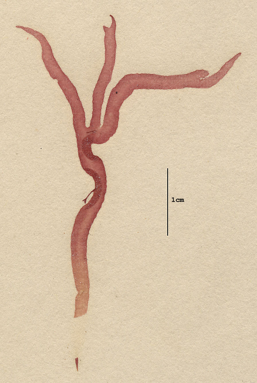 Tsengiaceae image