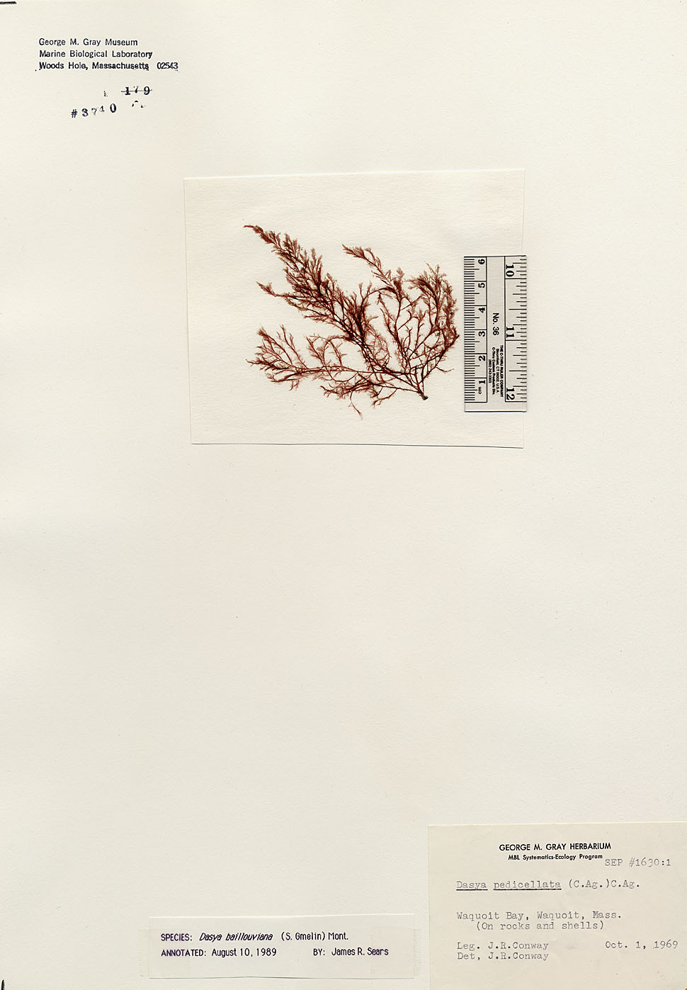 Dasyaceae image